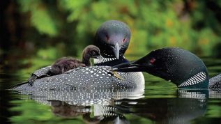 Loons feeding baby - by Michele Valberg